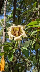 Solandra maxima