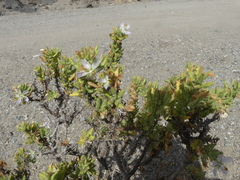 Cristaria integerrima