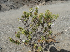 Cristaria integerrima