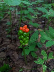 Arum orientale