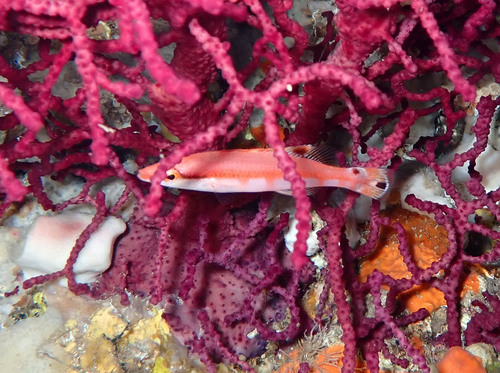 Banded wrasse (Lappanella fasciata) — Labridae — 2