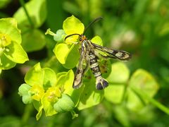 Chamaesphecia tenthrediniformis