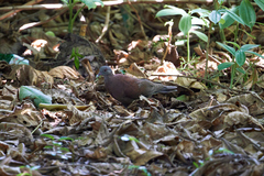 Nesoenas picturatus
