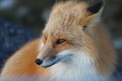 Vulpes vulpes deletrix