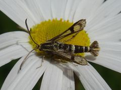 Chamaesphecia tenthrediniformis
