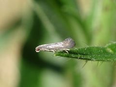 Tinagma ocnerostomella