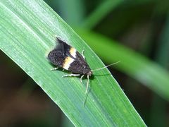 Elachista bisulcella