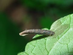 Coleophora albitarsella