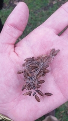 Sangalopsis microleuca