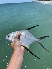 Trachinotus goodei
