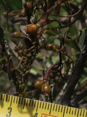 Cassytha glabella glabella