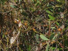 Cassytha glabella glabella