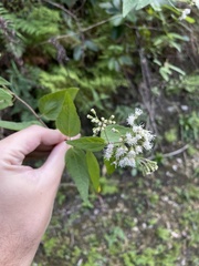 Koanophyllon dolicholepis