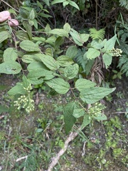 Koanophyllon dolicholepis