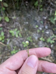 Erigeron cuneifolius