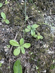 Erigeron cuneifolius