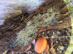 Ceratiomyxa fruticulosa