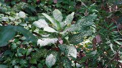 Dieffenbachia seguine