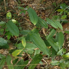 Smilax lanceifolia opaca