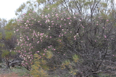 Melaleuca nematophylla