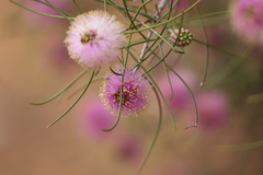Melaleuca nematophylla