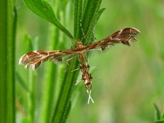 Oxyptilus chrysodactyla