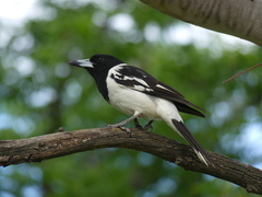 Cracticus nigrogularis