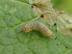 Atralata albofascialis