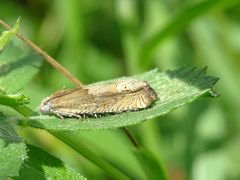 Eucosma conterminana
