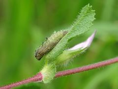 Marasmarcha lunaedactyla