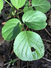 Magnoliopsida