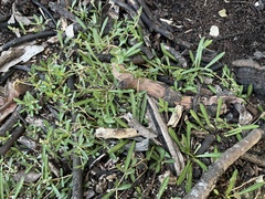 Lithophila muscoides