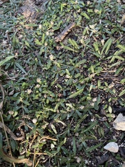 Lithophila muscoides