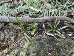 Lithophila muscoides