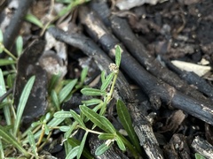 Lithophila muscoides