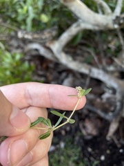 Lithophila muscoides