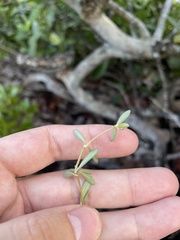 Lithophila muscoides