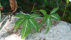 Syngonium angustatum