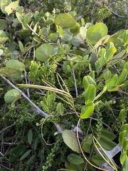 Pentalinon luteum