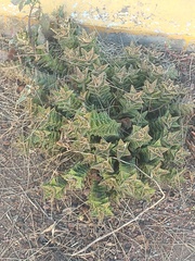 Aloe juvenna