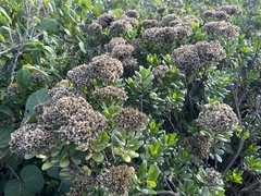 Gundlachia corymbosa