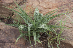 Ledebouria inquinata