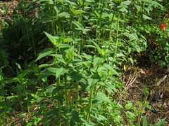 Monarda × medioides