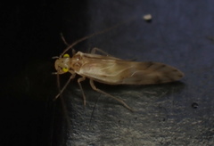 Chilenocaecilius ornatipennis