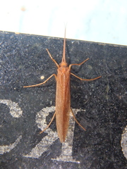 Micropterna