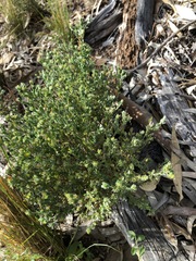 Pimelea micrantha