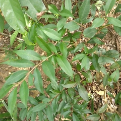 Syzygium levinei