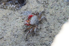Neosarmatium meinerti