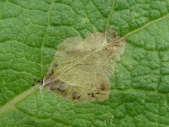 Atralata albofascialis