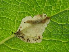 Atralata albofascialis